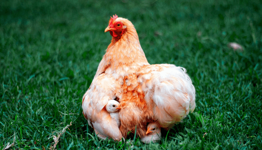 كريم ليجبار هجين