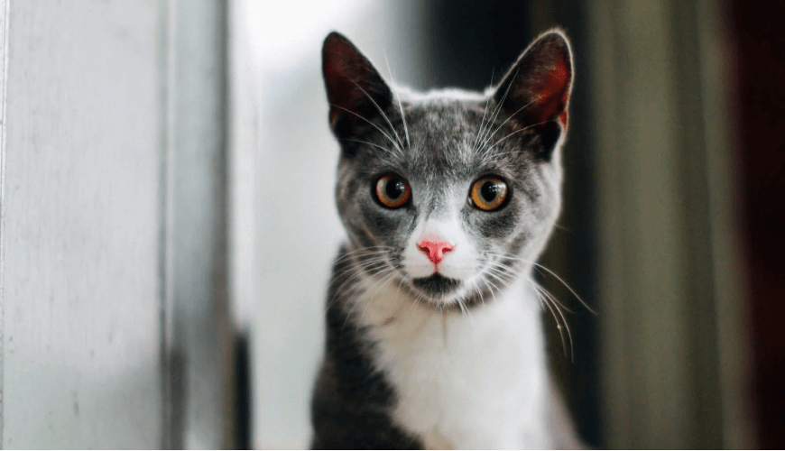 قط نيكولاس شارترو