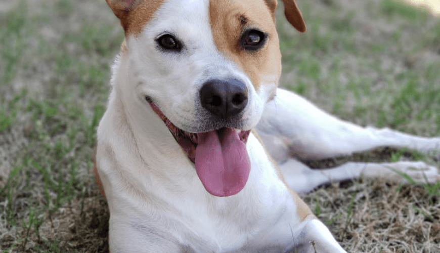 كلب مختلط محلي