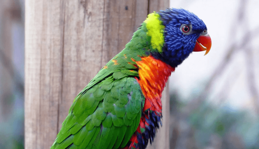 ببغاء المكاو