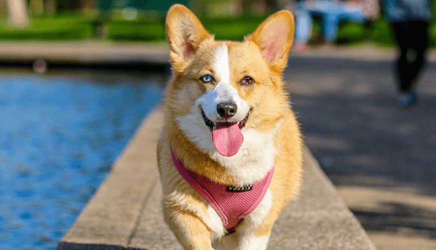 الهاسكي الروسي